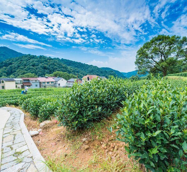 Meijiawu Tea Village