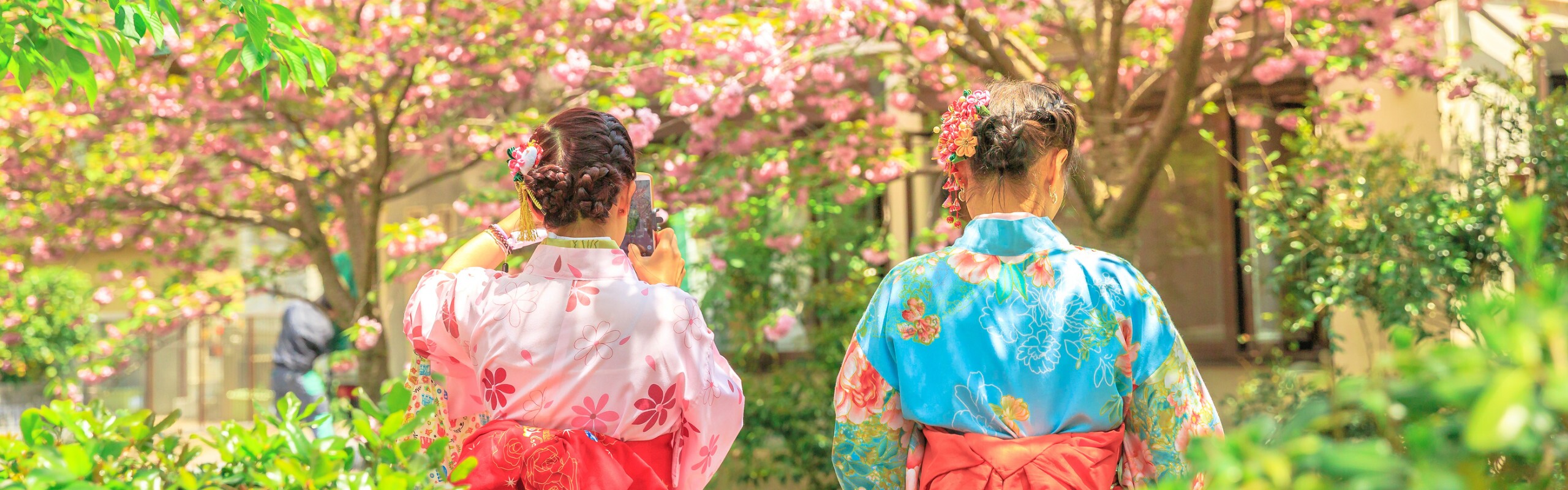 How to Plan a Cherry Blossom Trip to Japan
