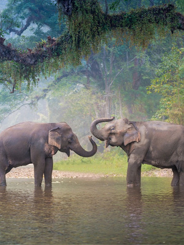 Why the Elephant Is the National Symbol of Thailand