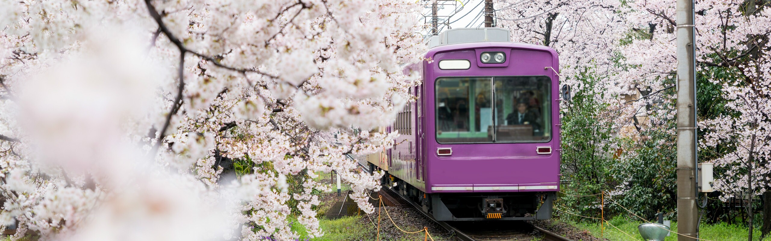 Traveling in Japan During the Cherry Blossom Season