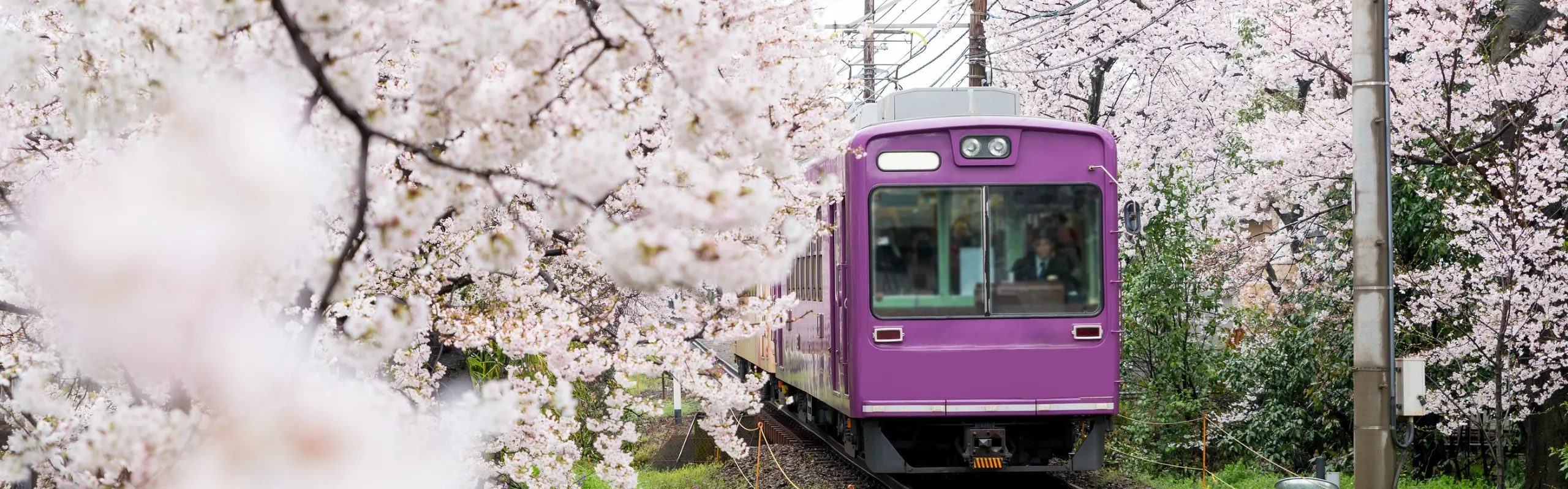 Japan Cherry Blossom 2024: How to Plan a Japan Cherry Blossom Trip