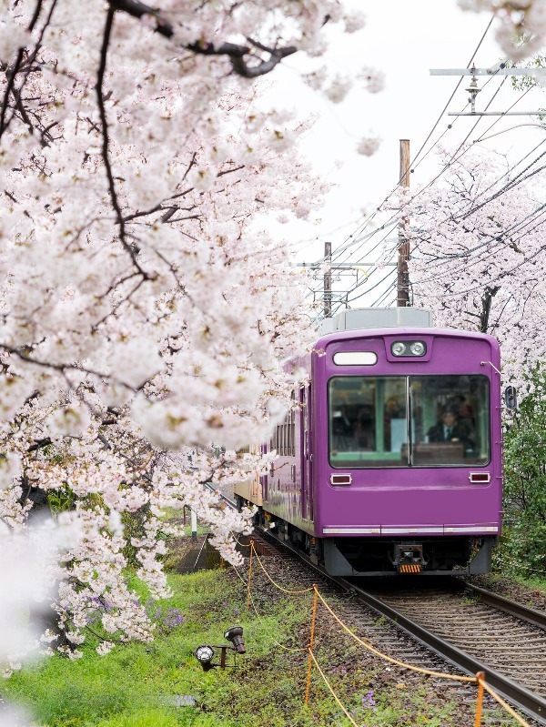 The 20 Best Places to See Cherry Blossoms in East Asia