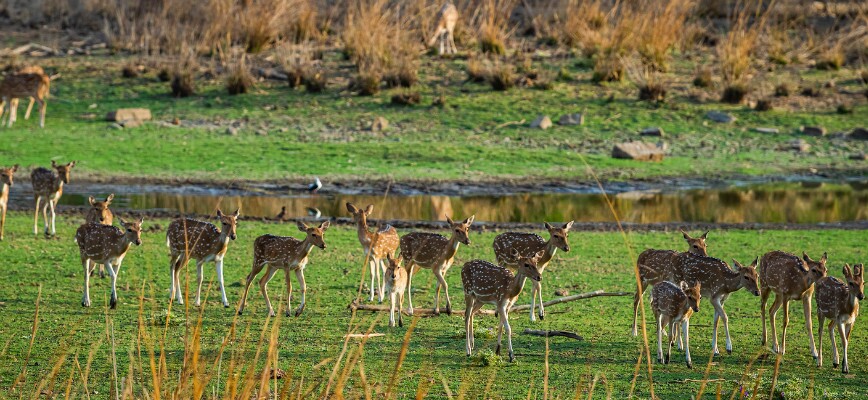 The deer in Periyar National Park