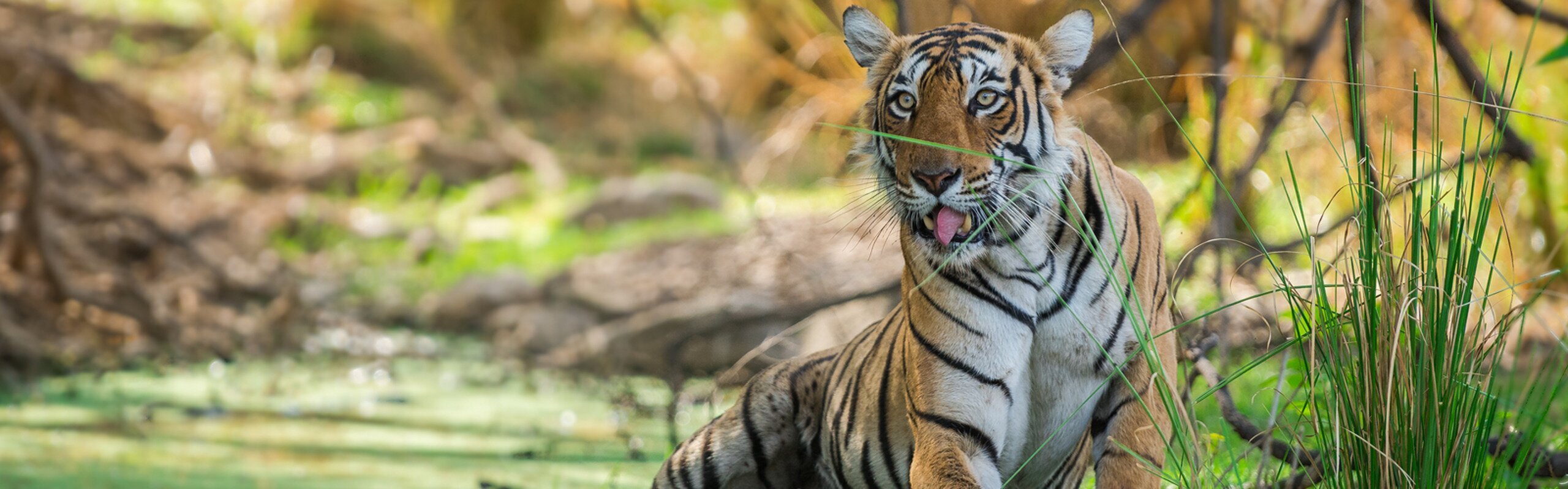9-Day India Tiger Safari and Golden Triangle Tour