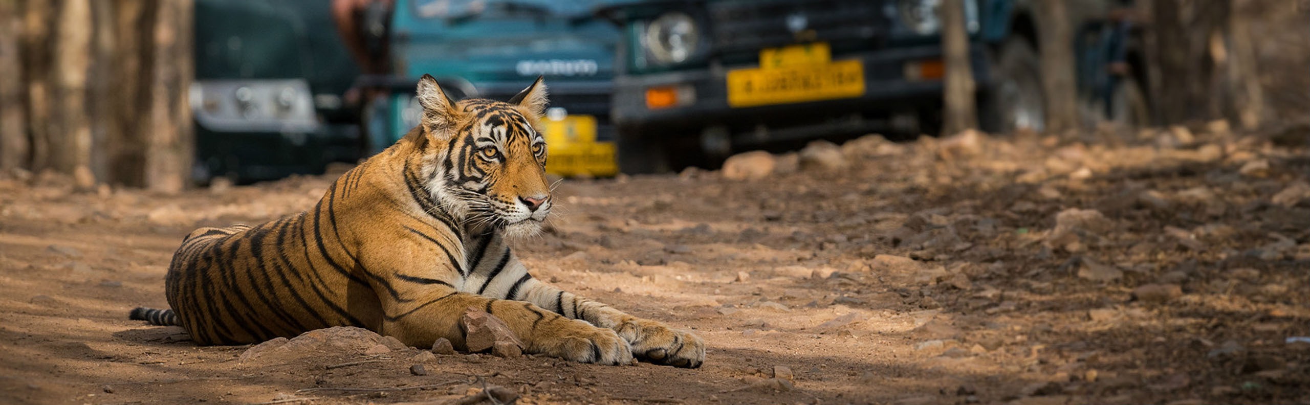 Best 7 National Parks for Tiger Safaris in India 2023 (Tips & Location Map)