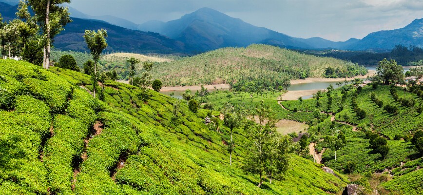 Enjoy the pretty view and the fresh air in the tea plantation