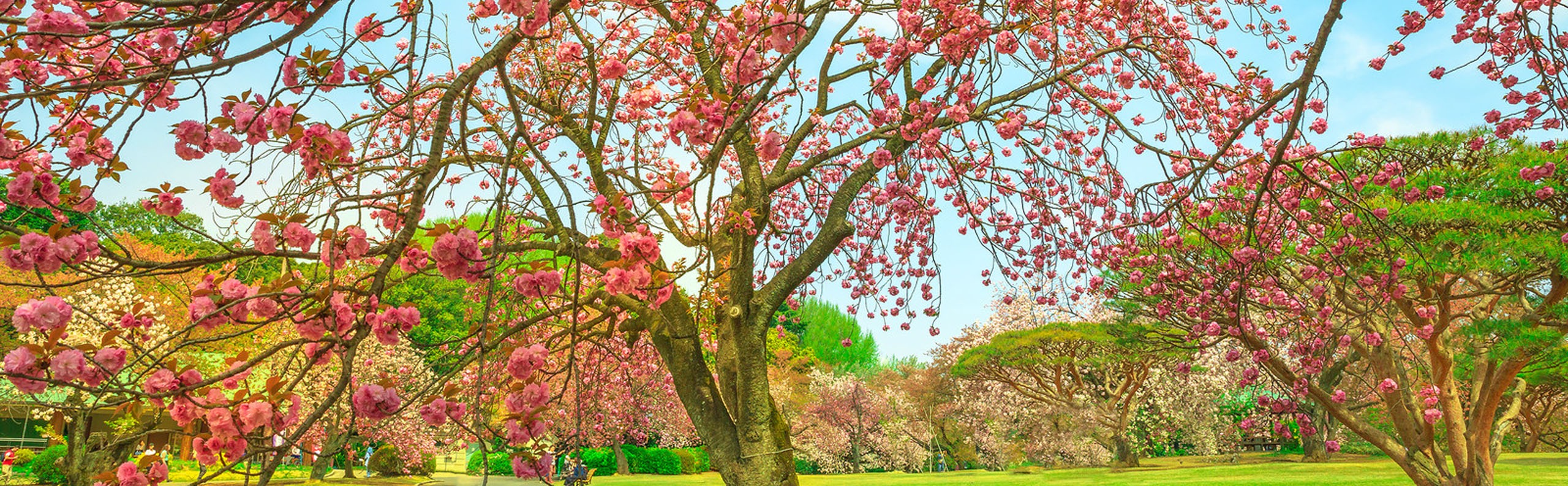Cherry Blossom in Tokyo - Best Places to Enjoy the View