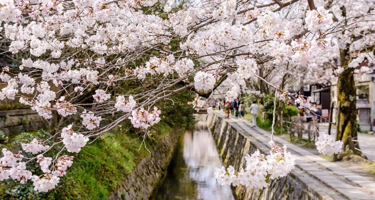 Best And Worst Times To Visit Kyoto In 2025   7f2f964680f247d284ffe90a Cut 750x400 56 