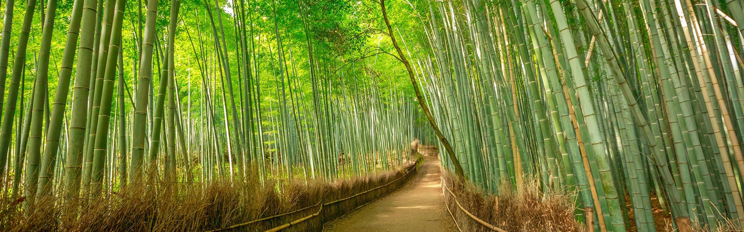 Japan Weather In June 2023 Hot Rainy Best Places To Go Insider Tips 