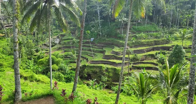 The Tegalalang Rice Terraces