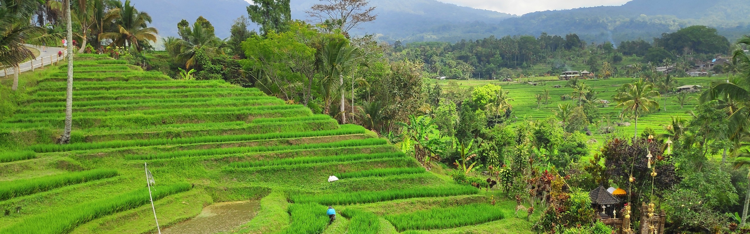 Bali Rice Terraces: The Best 8 Rice Terraces in Bali