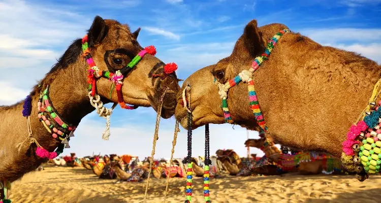 Camel Festival in Bikaner, India