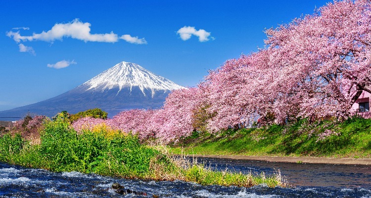 Japan Weather In April 2024: Cherry Blossoms, Where To Go, Costs