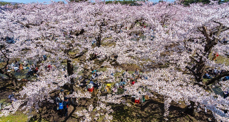 Japan Weather in May 2024, Where to Go and Costs