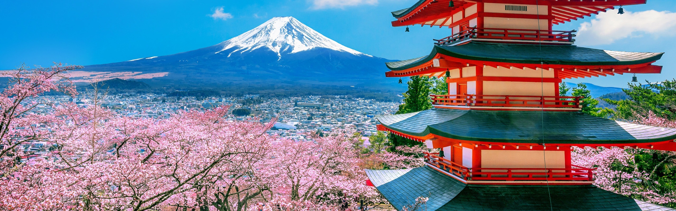 7-Day Japan Cherry Blossom Tour 2025: Essential Springtime Mini-Group Tour