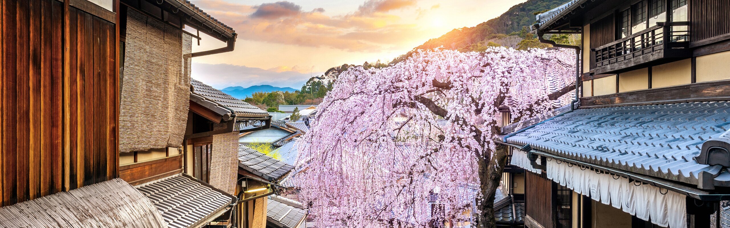 Best And Worst Time To Visit Japan 2024 Cherry Blossom Time   0ff98820e5c245a5819cc63f4da868b9 Cut 2560x800 196 