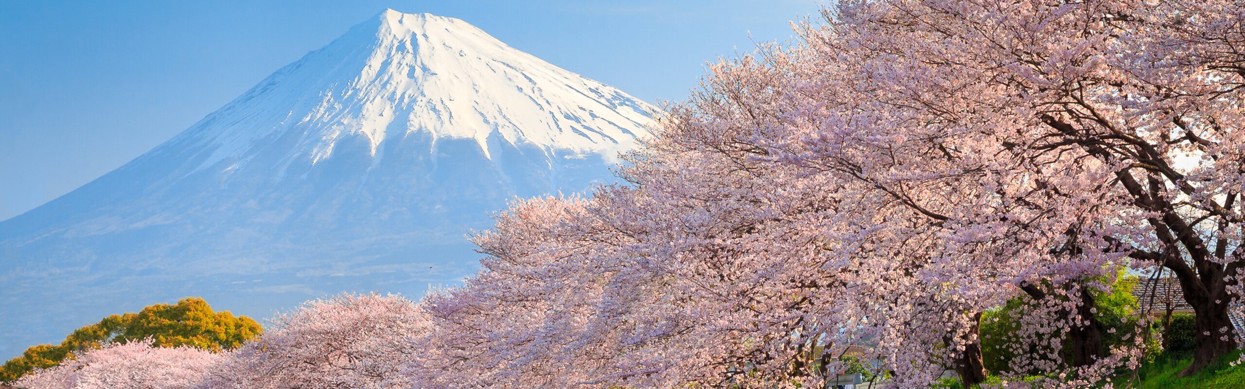 Japan Weather in April 2025: Travel Tips for First-Timers