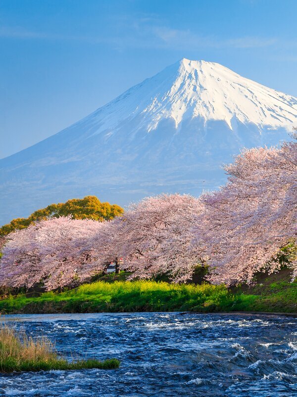 Tokyo Cherry Blossom 2025 How to Plan a Perfect Sakura Trip