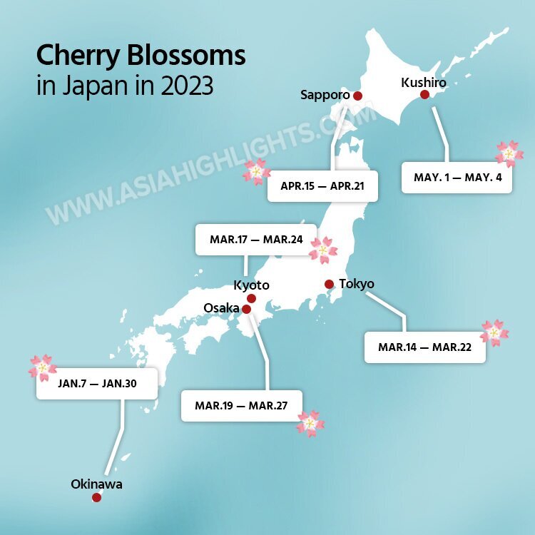 Plan a Japan Cherry Blossom Trip 2024, Dates and Avoid Crowds