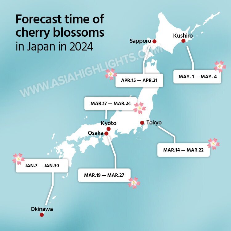 Plan a Japan Cherry Blossom Trip 2024/2025, Dates and Avoid Crowds