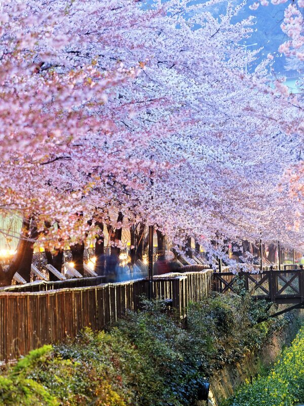 South Korea Weather in April 2025: Travel Tips for First-Timers