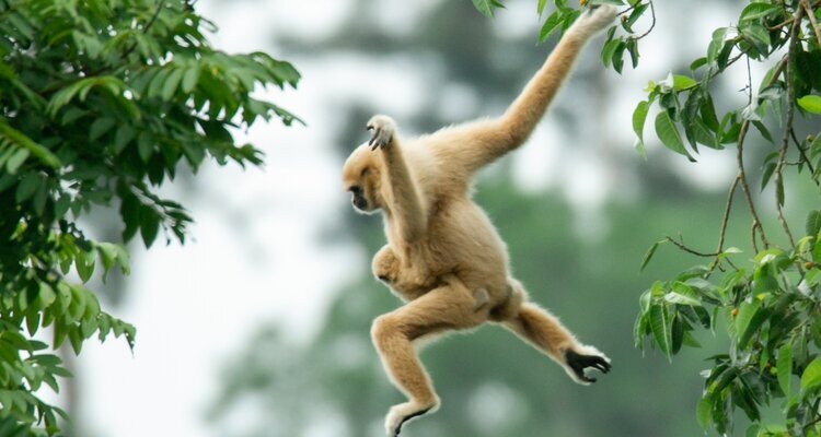 the leaping gibbons in Khao Yai national park