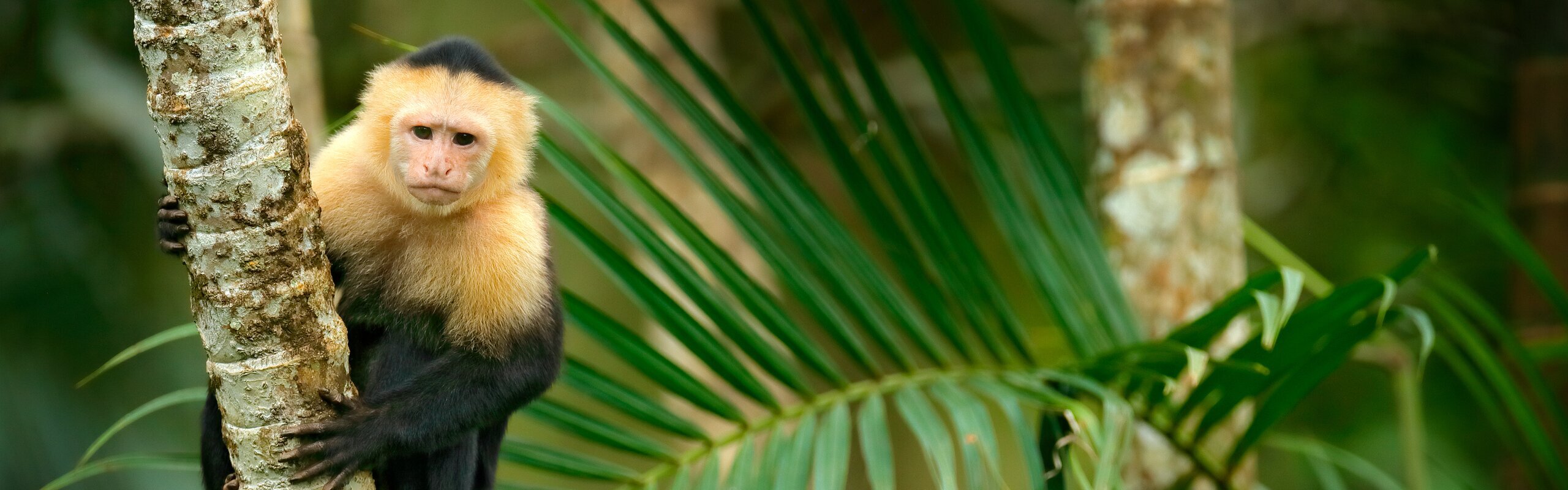 Costa Rica Weather July Tropical Paradise