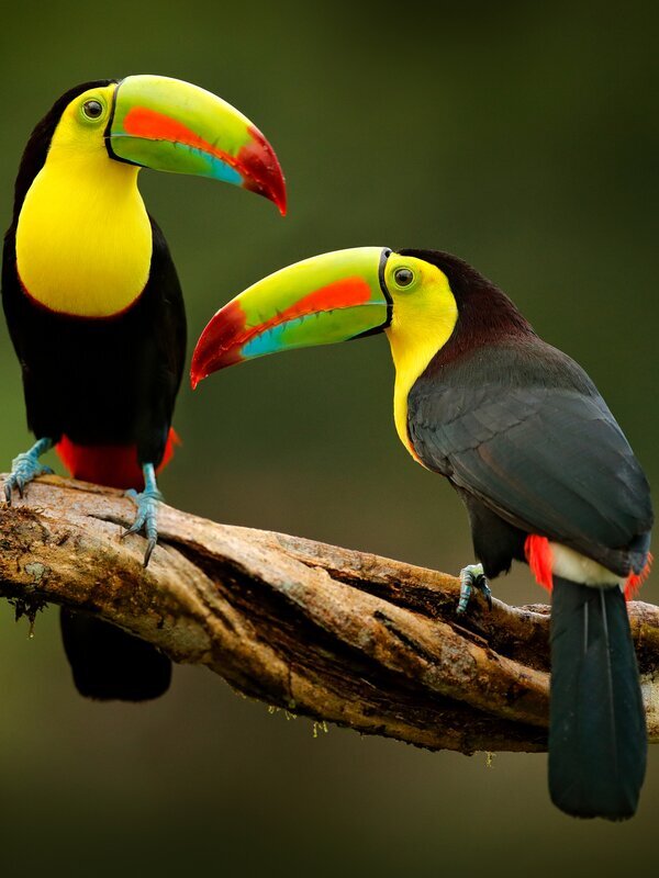 Costa Rica Weather in October 2025: Green and Rainy